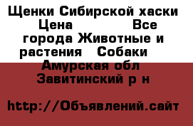 Щенки Сибирской хаски › Цена ­ 18 000 - Все города Животные и растения » Собаки   . Амурская обл.,Завитинский р-н